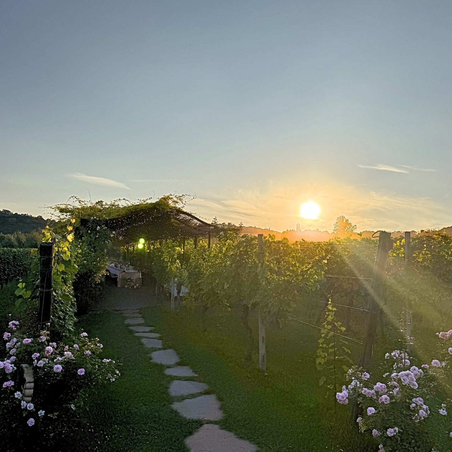 Dinner in the vineyards