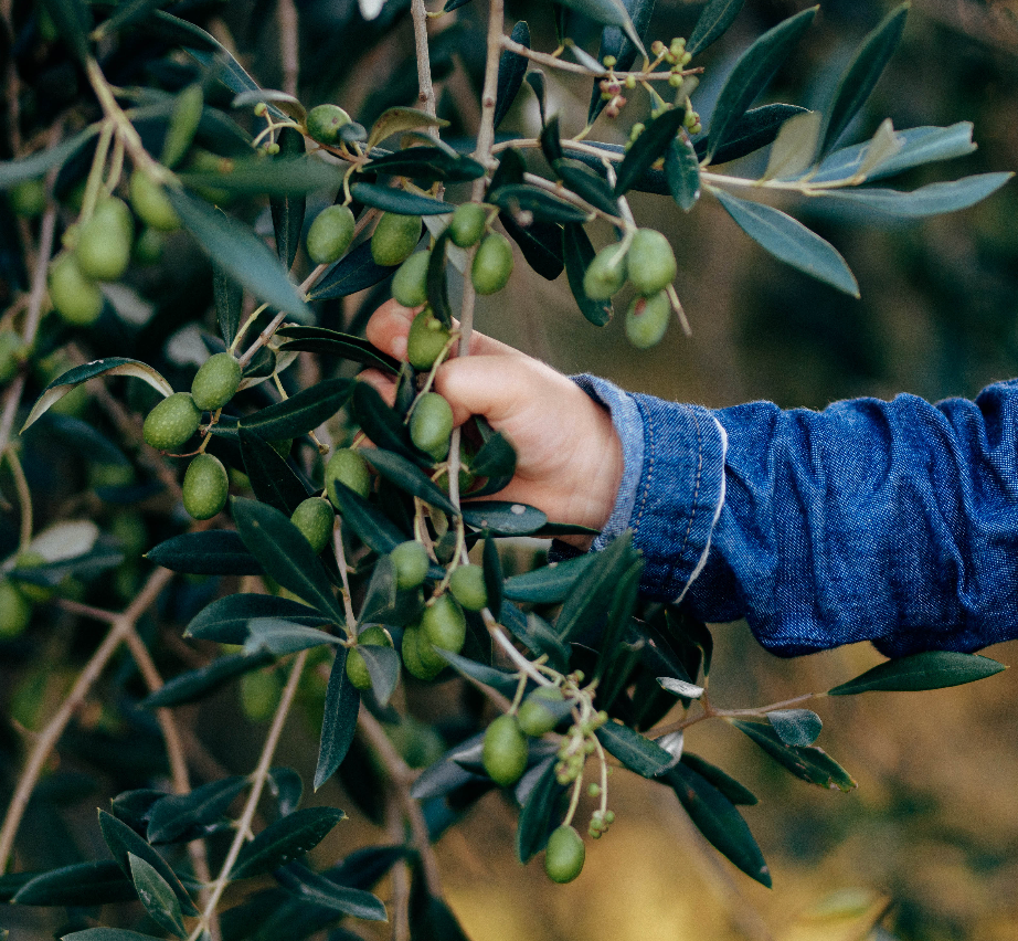 Extra virgin Garda DOP Olive oil