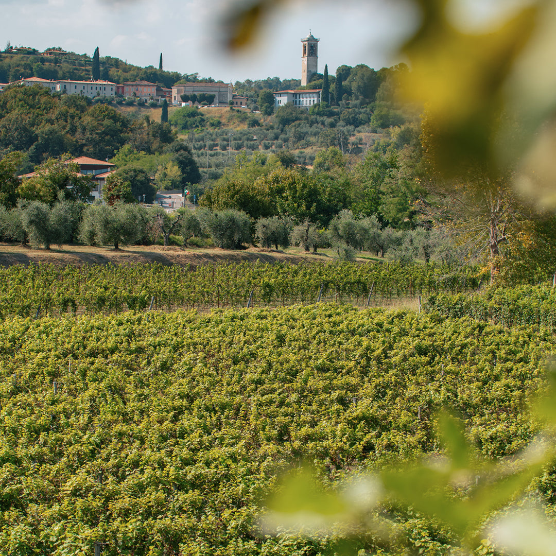 Valtènesi Wine Tour