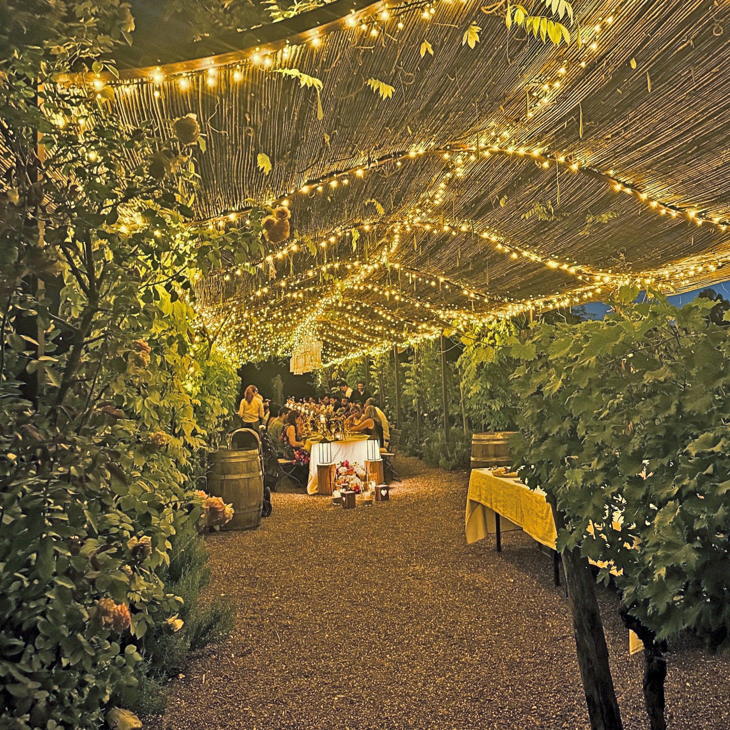 
                  
                    Dinner in the vineyards
                  
                